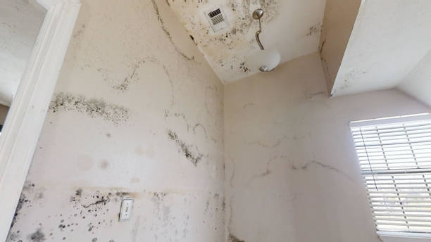 Best Attic Mold Removal  in Two Harbors, MN