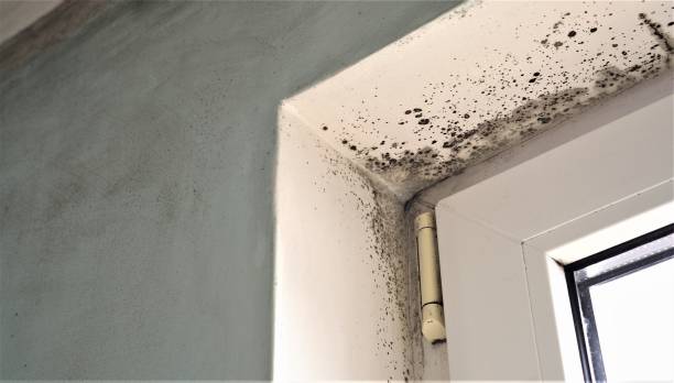 Best Mold-Related Health Consultation  in Two Harbors, MN