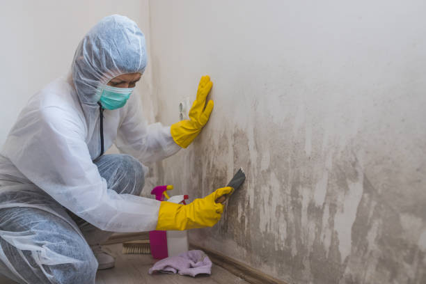 Best Post-Construction Mold Inspection  in Two Harbors, MN