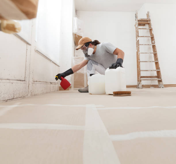 Best Water Damage & Mold Remediation  in Two Harbors, MN