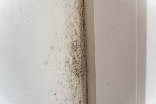 Best Real Estate Mold Inspection  in Two Harbors, MN