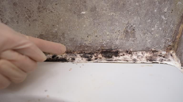 Best Black Mold Removal  in Two Harbors, MN