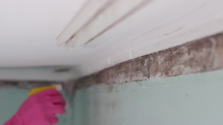 Best Forensic Mold Investigation  in Two Harbors, MN