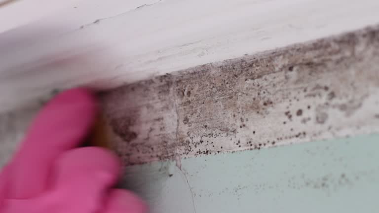 Best Mold Prevention Services  in Two Harbors, MN